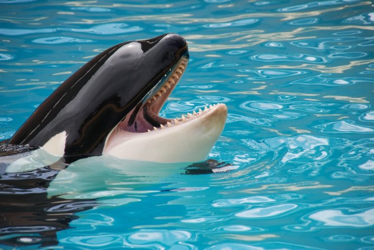 Biblical Meaning of Dream about Killer Whale