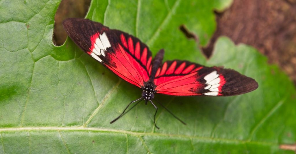 red and black butterfly on a leaf