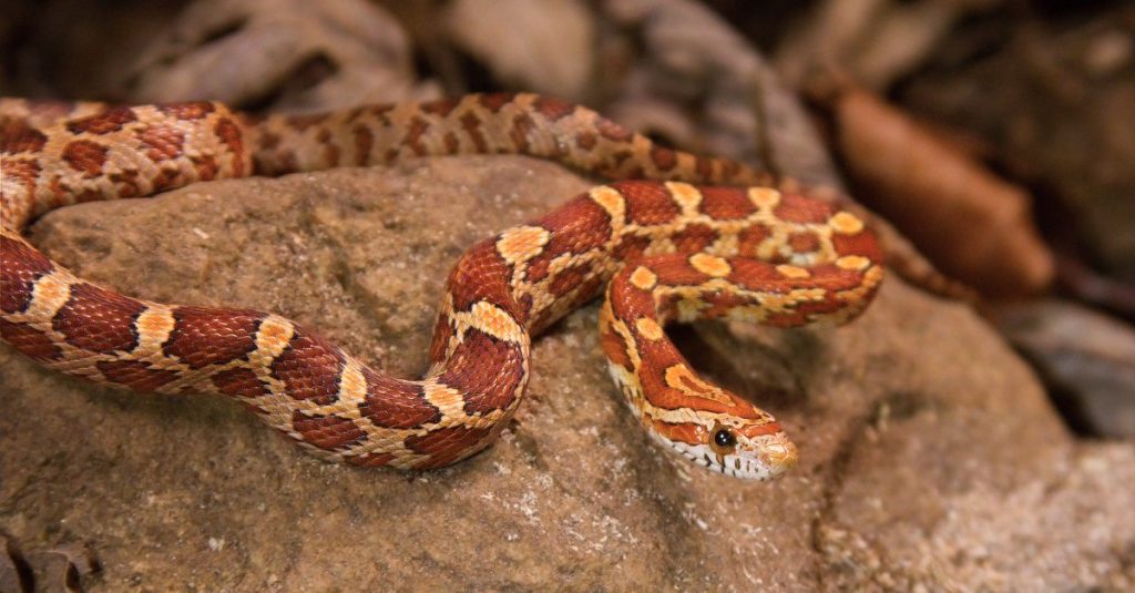 red and yellow snake