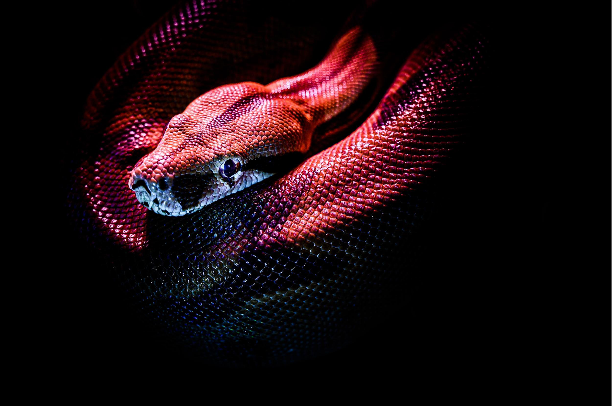 Red Snake Dream – 5 Dangerous Meanings to Be Aware Of