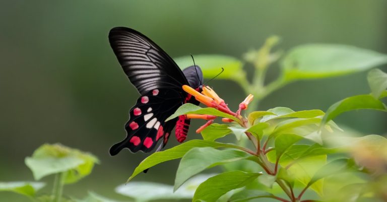 Spiritual Meaning of Red and Black Butterfly Explained